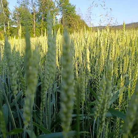 Podhalanskie